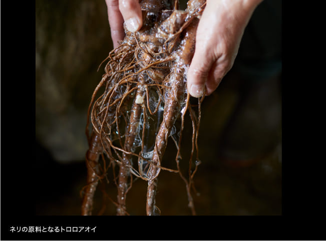 ネリの原料となるトロロアオイ